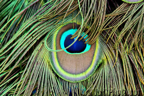 IMG_1231